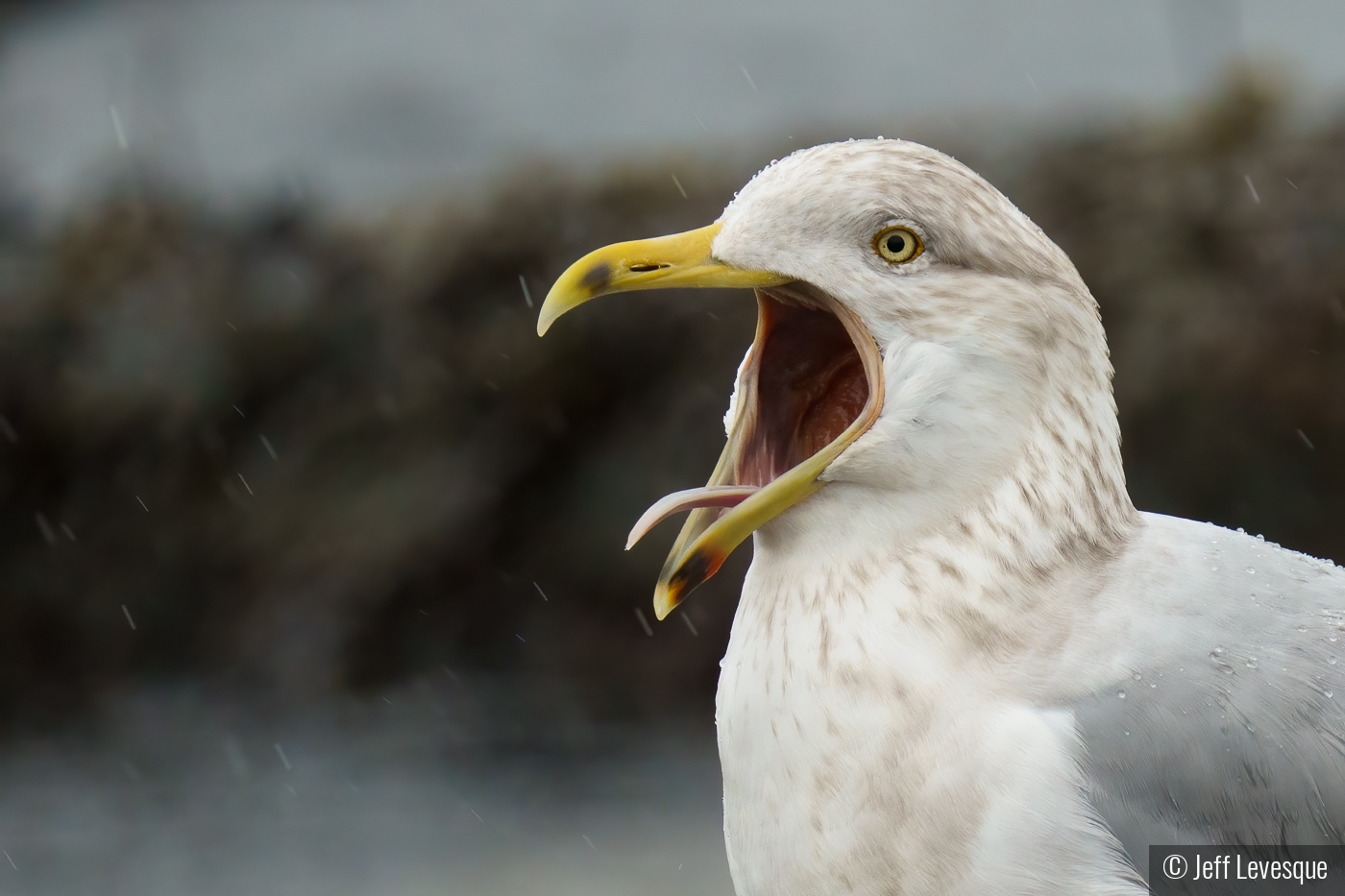 Just singing in the rain by Jeff Levesque