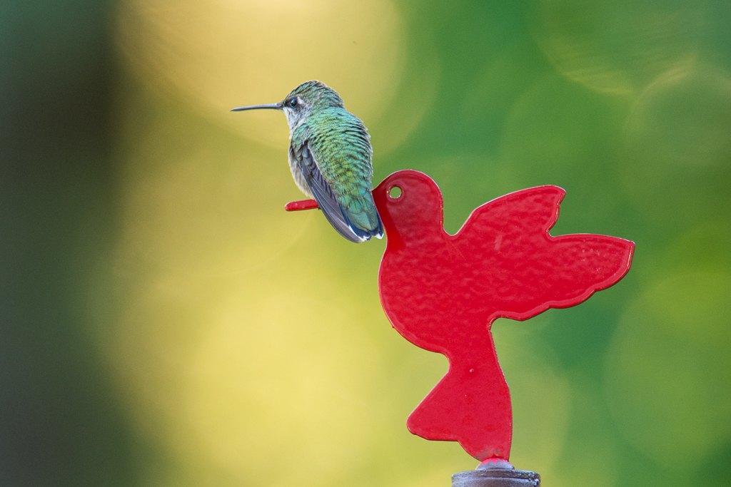 Juvenile female humming bird missing her mommy !!! by Aadarsh Gopalakrishna