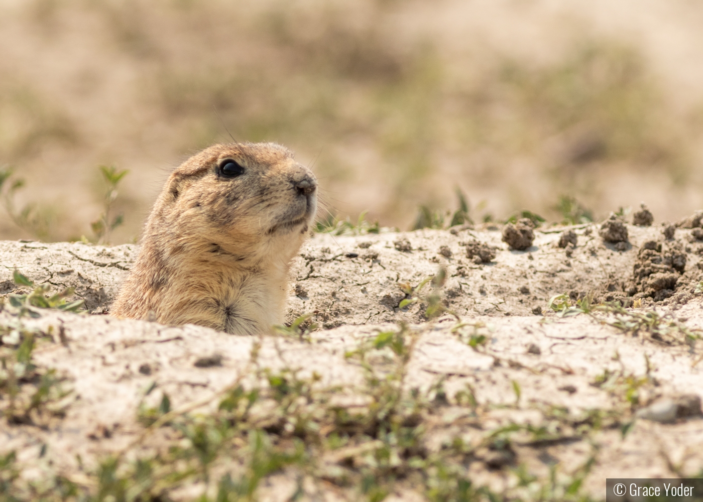 Keeping an Eye Out by Grace Yoder