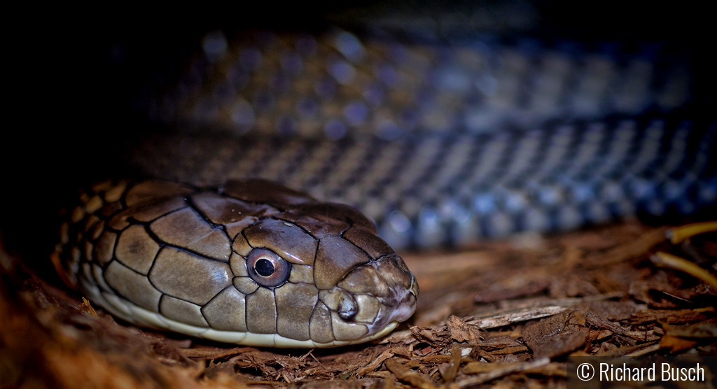 King Cobra by Richard Busch