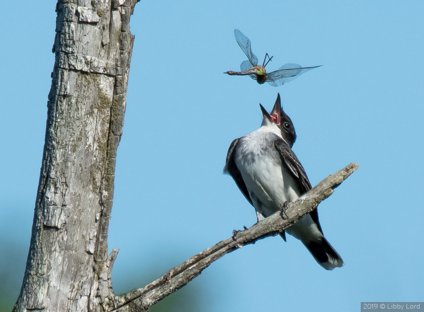 Kingbird Playing with his Food by Libby Lord