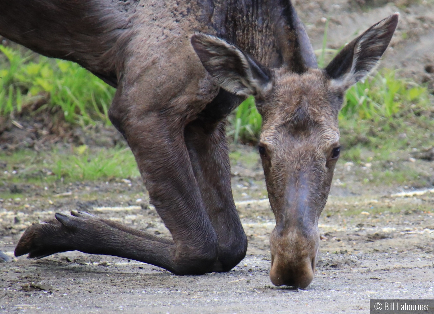 Kneeling Moose by Bill Latournes