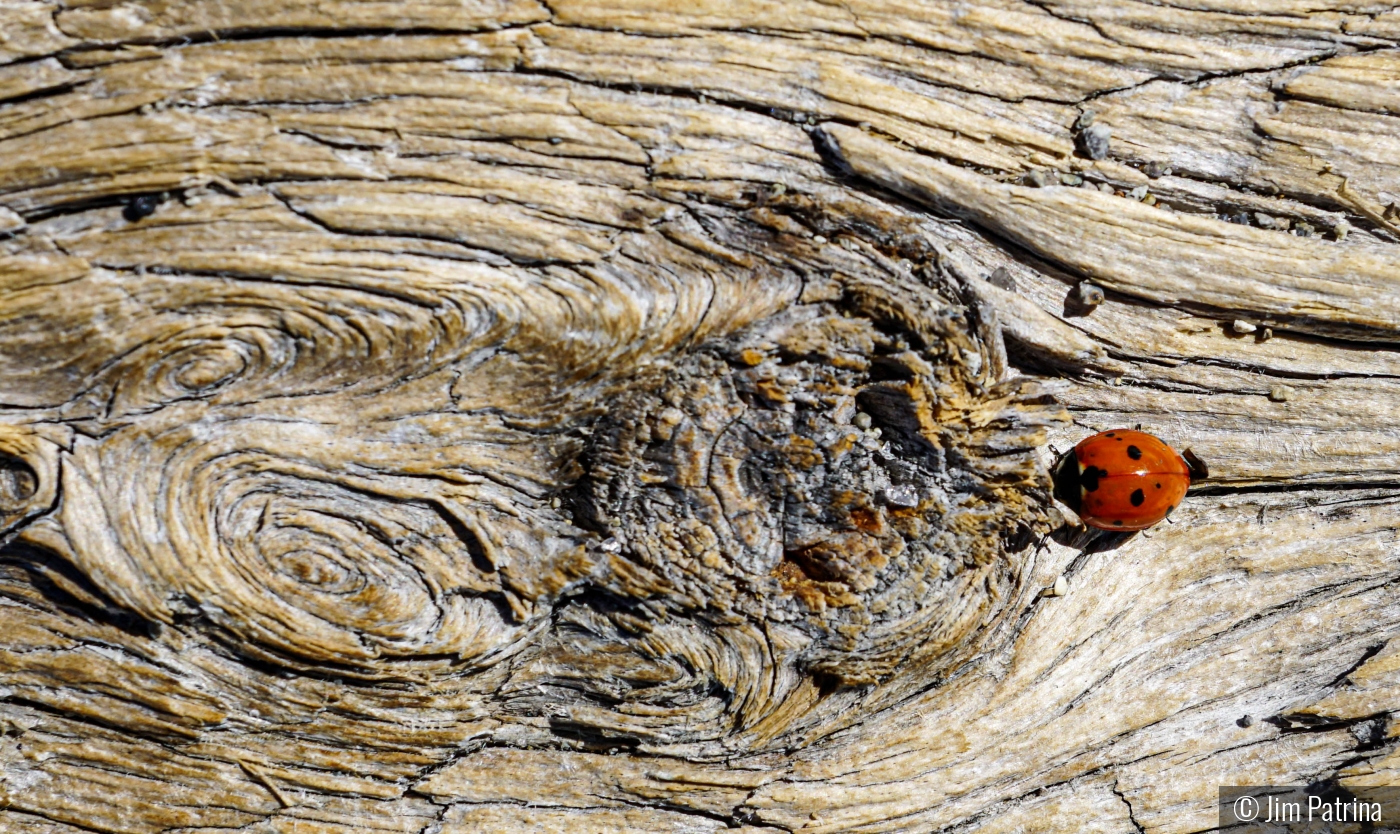 Lady Bug Crossing by Jim Patrina