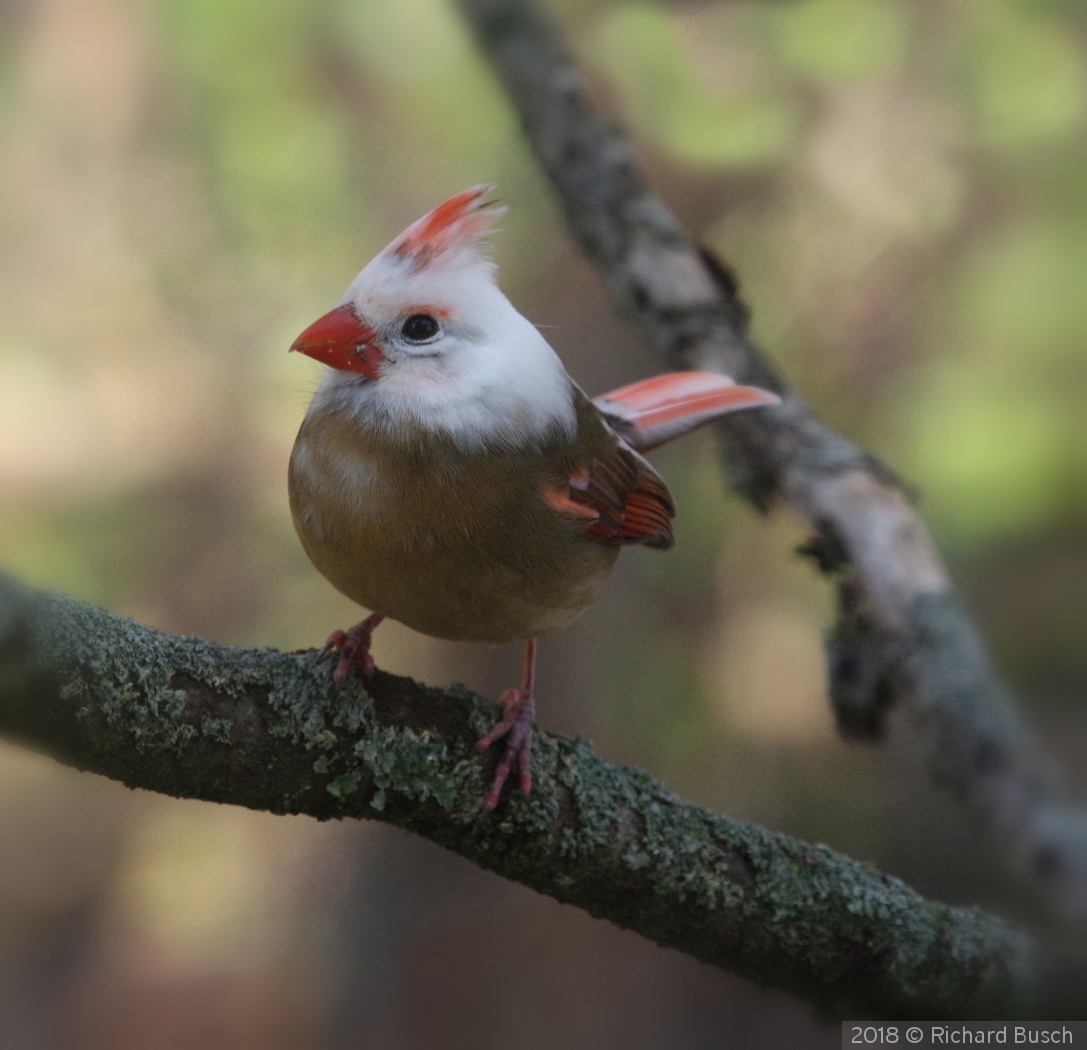 Lady Cardinal by Richard Busch