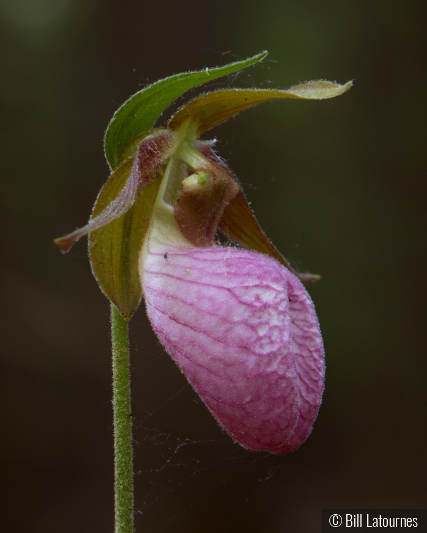 Lady Slipper by Bill Latournes