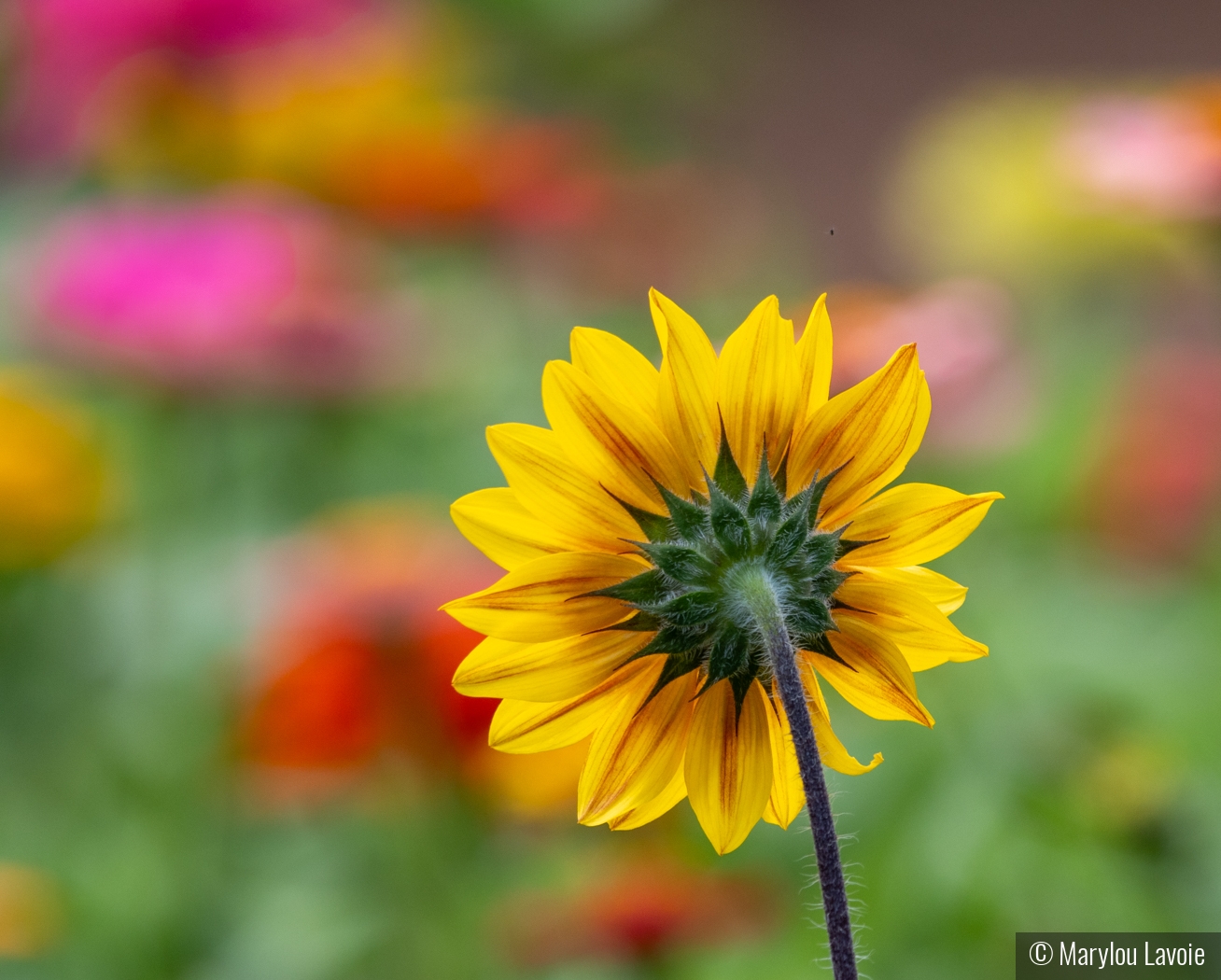 Late Summer Floral by Marylou Lavoie