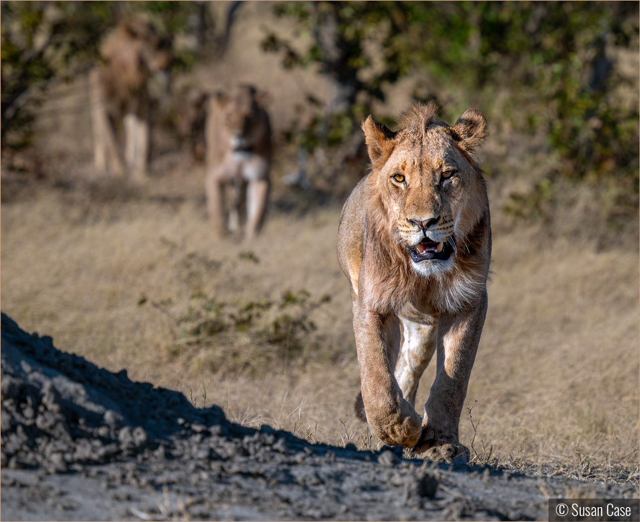 Leading the Pride by Susan Case