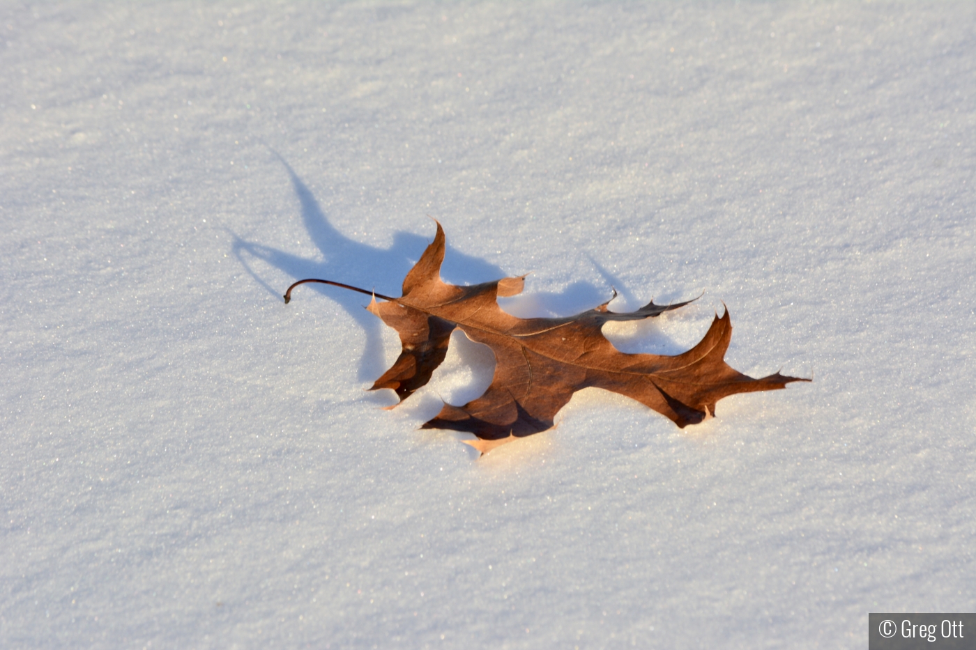 Leaf on the sunny snow by Greg Ott