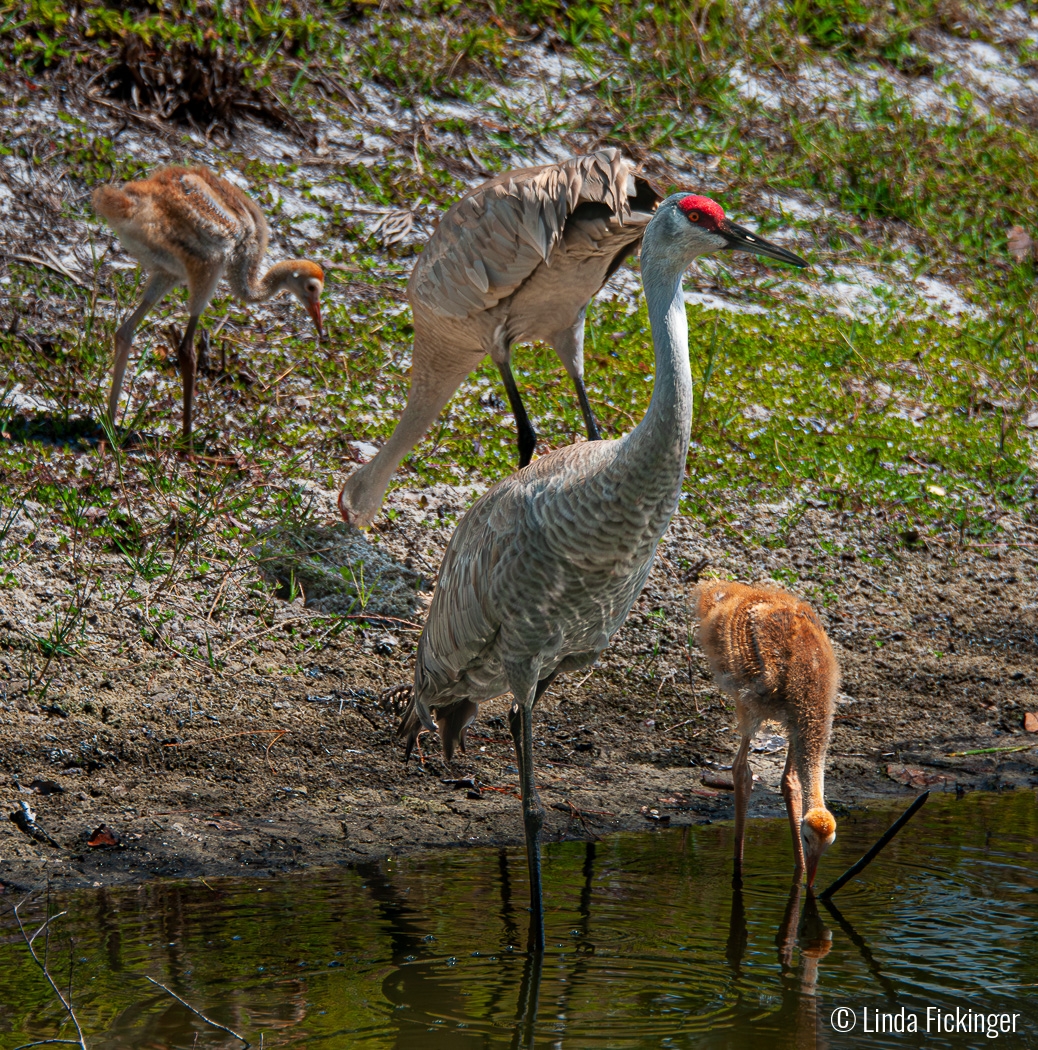 Learning to Forage by Linda Fickinger