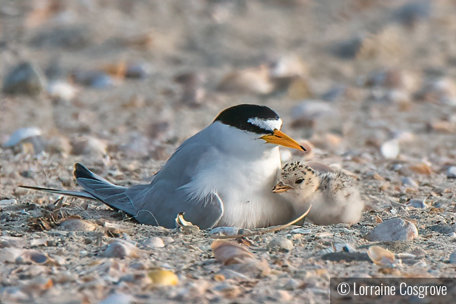 Least Terns Snuggling by Lorraine Cosgrove