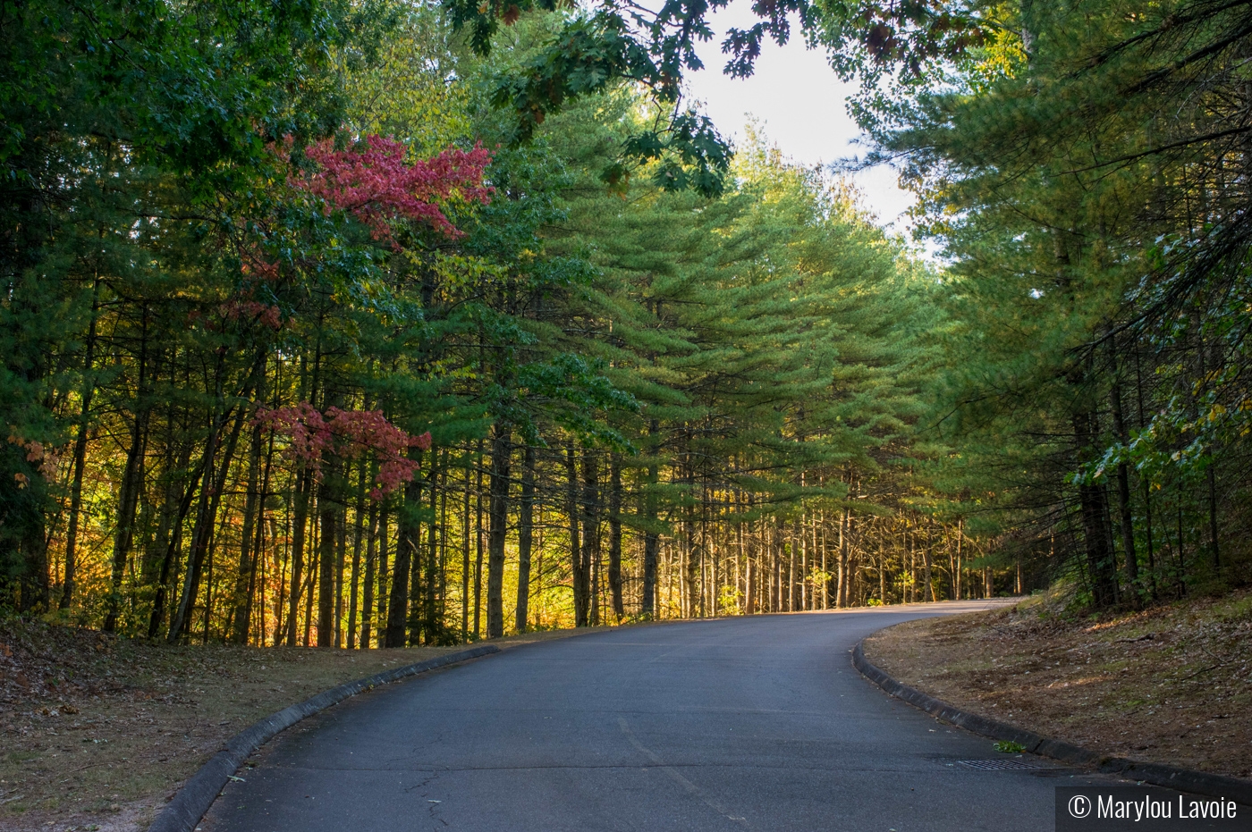 Leaving The Park At Sunset by Marylou Lavoie