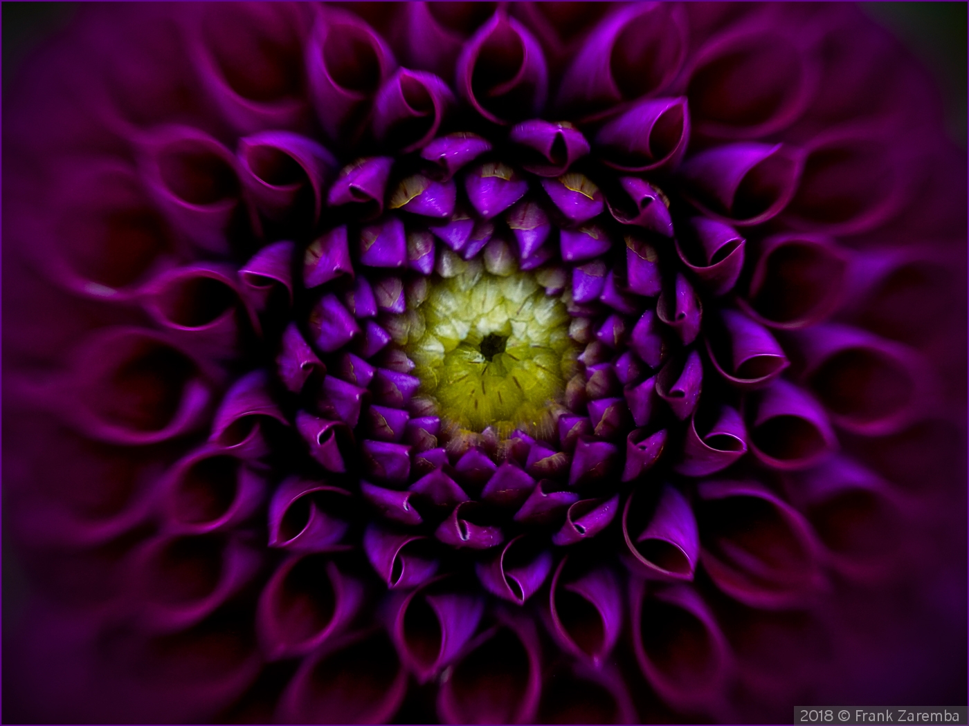 Lensbaby Dahlia by Frank Zaremba