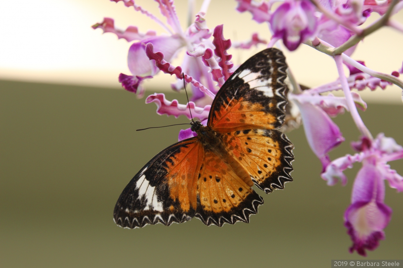 Leopard Lacewing by Barbara Steele