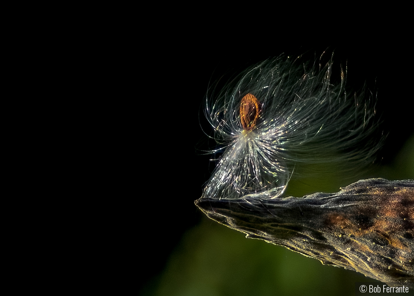 Let me lead you from the darkness by Bob Ferrante