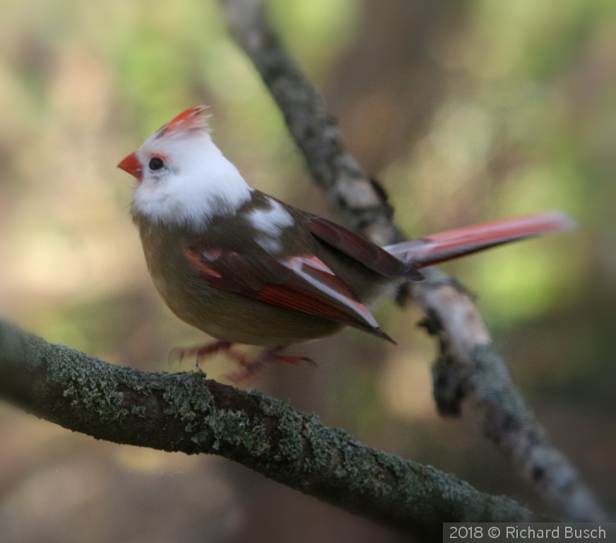 Leucistic Northern Cardinal "Hop" by Richard Busch