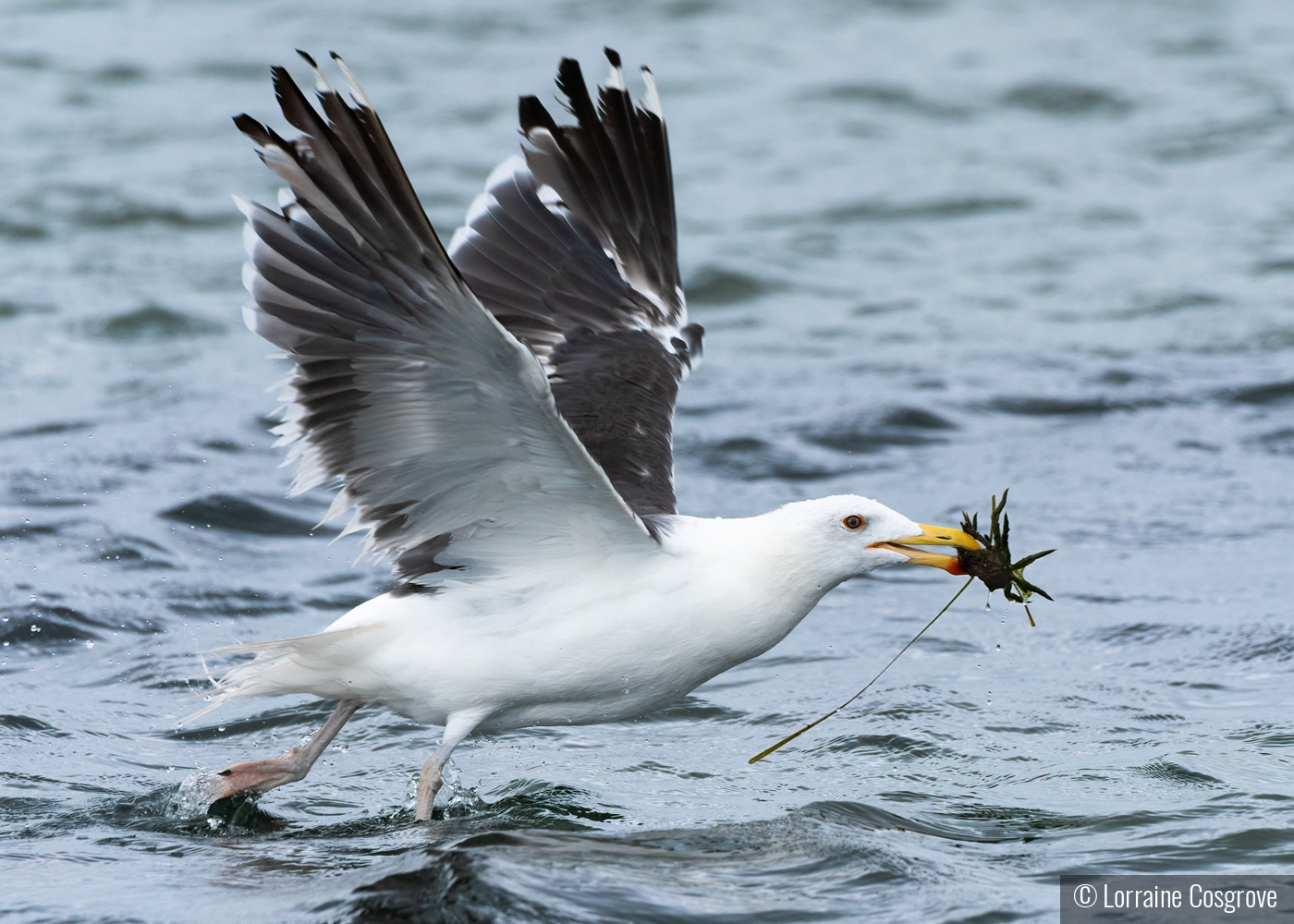 Liftoff with a Crab by Lorraine Cosgrove