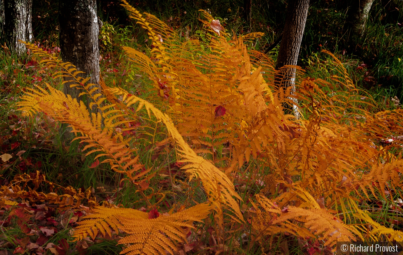 Light on the ferns. by Richard Provost