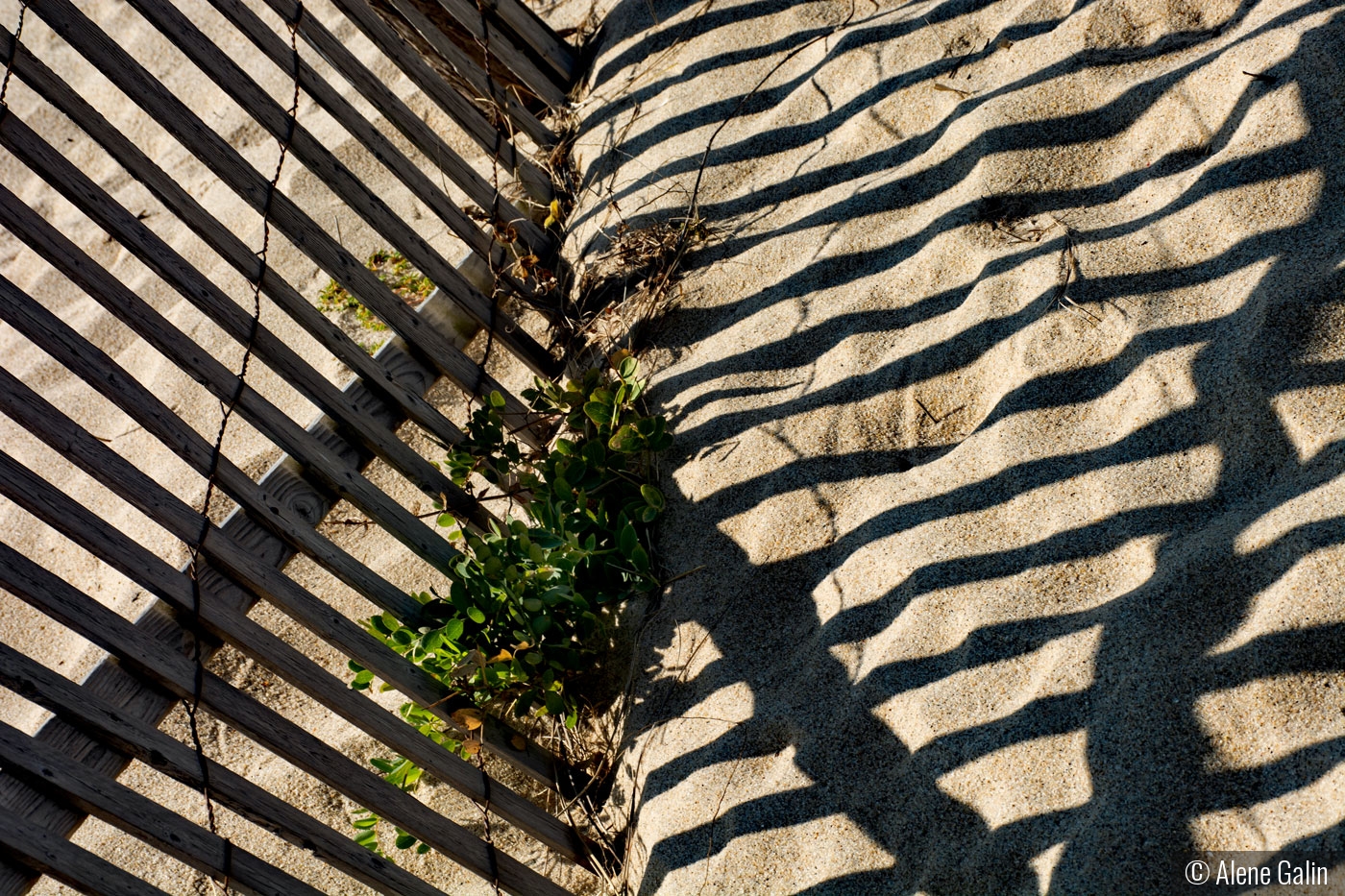 Lines in the Sand by Alene Galin