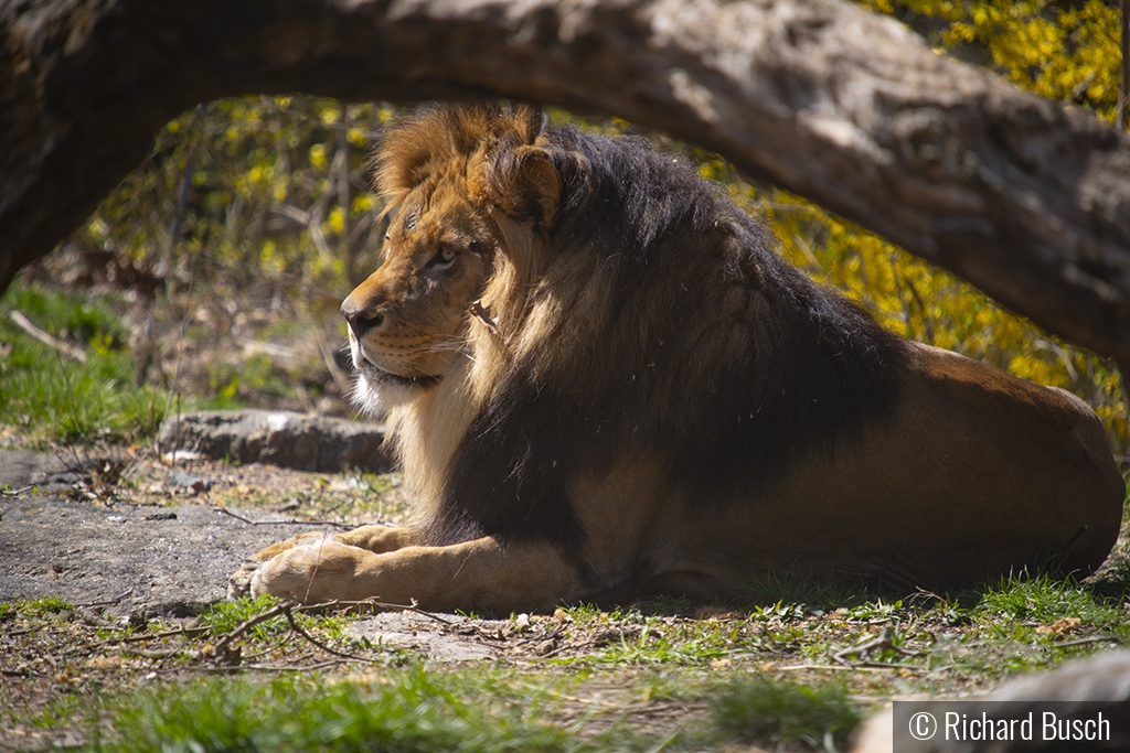 Lion by Richard Busch