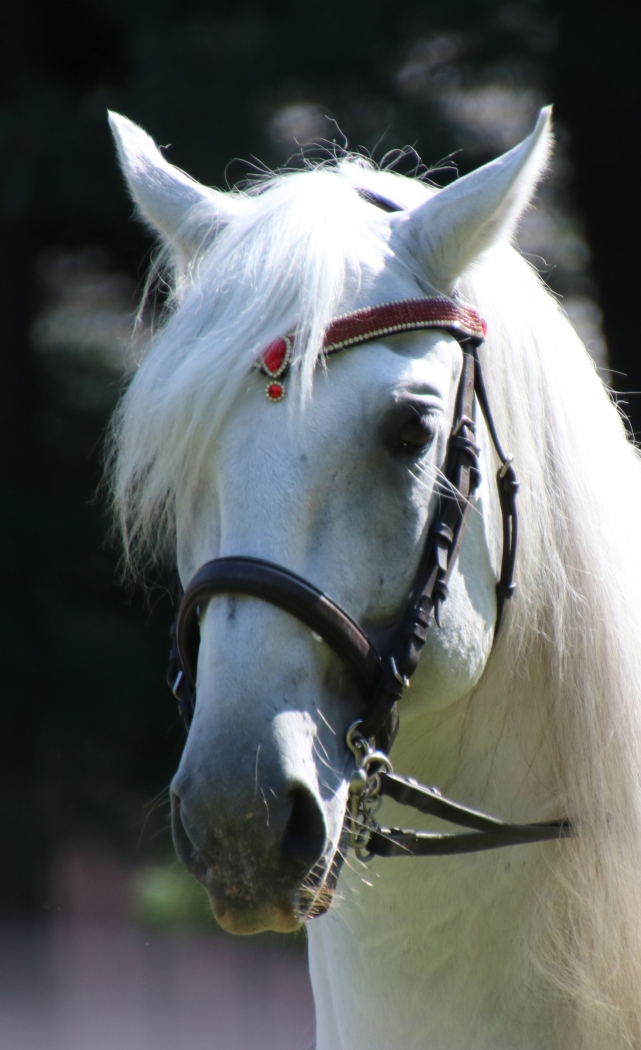 Lipizaner Stallion by Harold Grimes