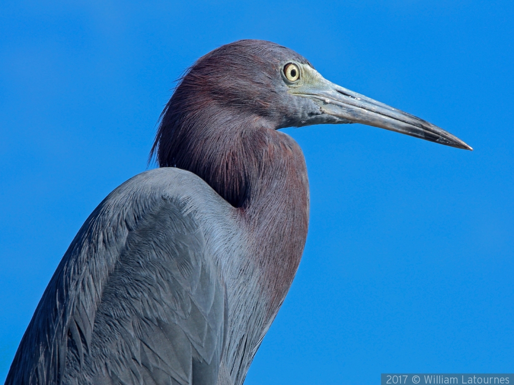 Little Gray Heron by William Latournes