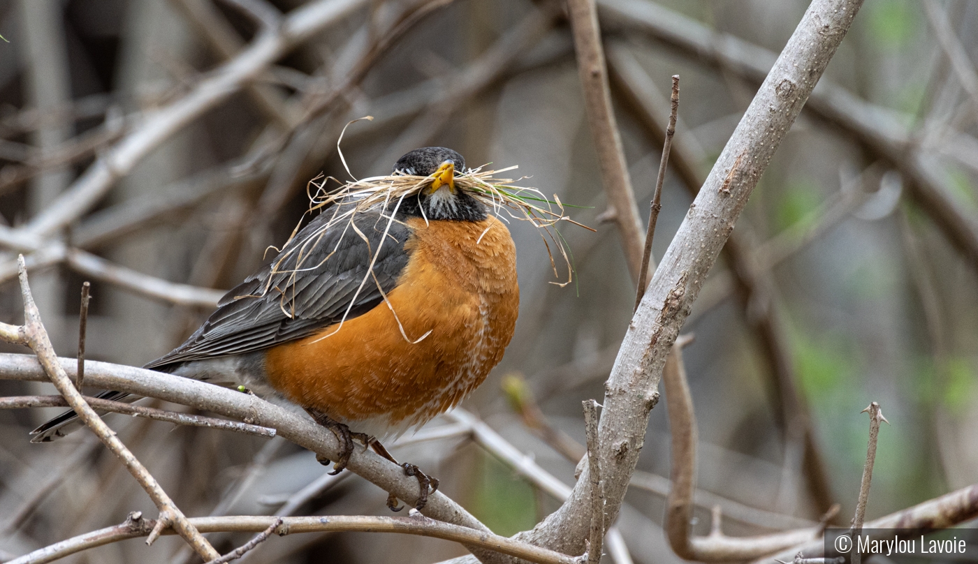 Little Time To Rest by Marylou Lavoie