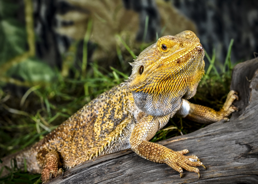 Lizard on Tree by Frank Zaremba