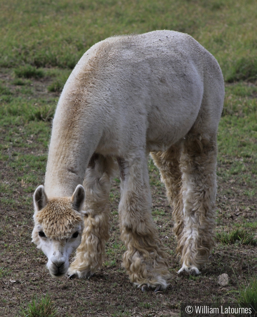 Llama by William Latournes