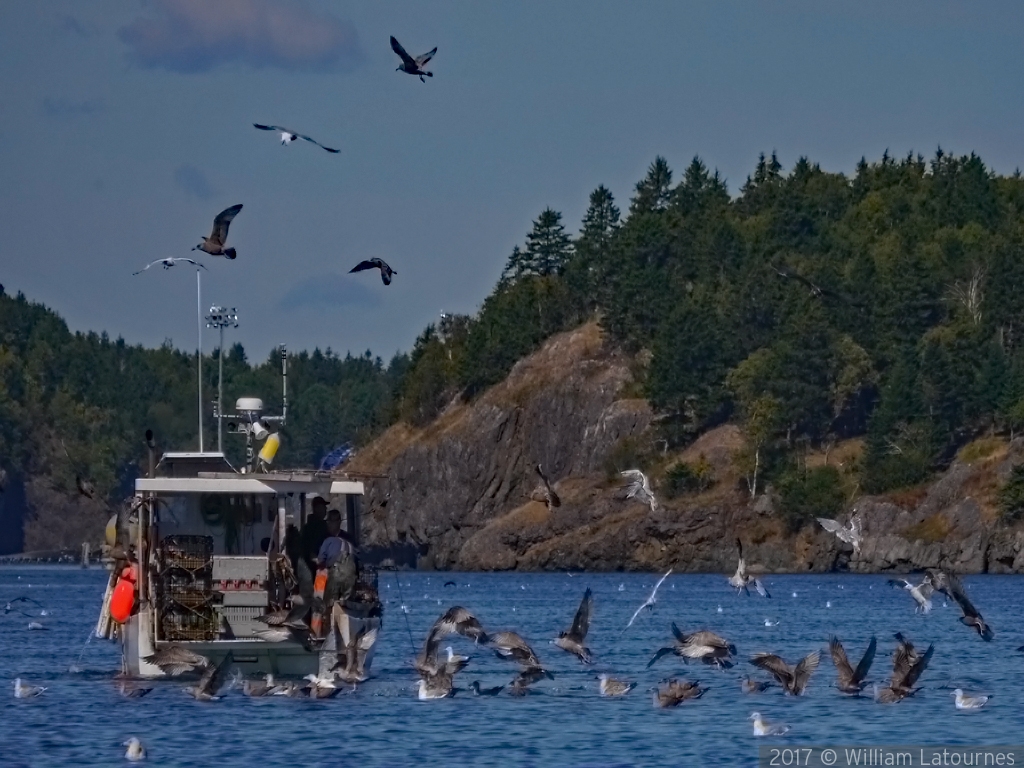 Lobstering in Canada by William Latournes