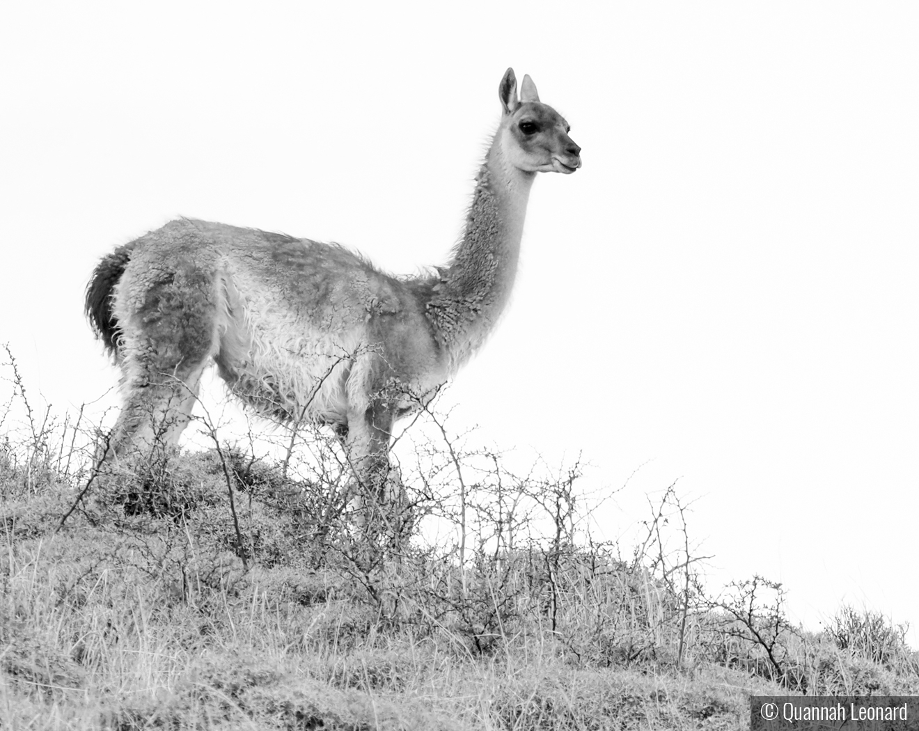 Lone Guanaco by Quannah Leonard