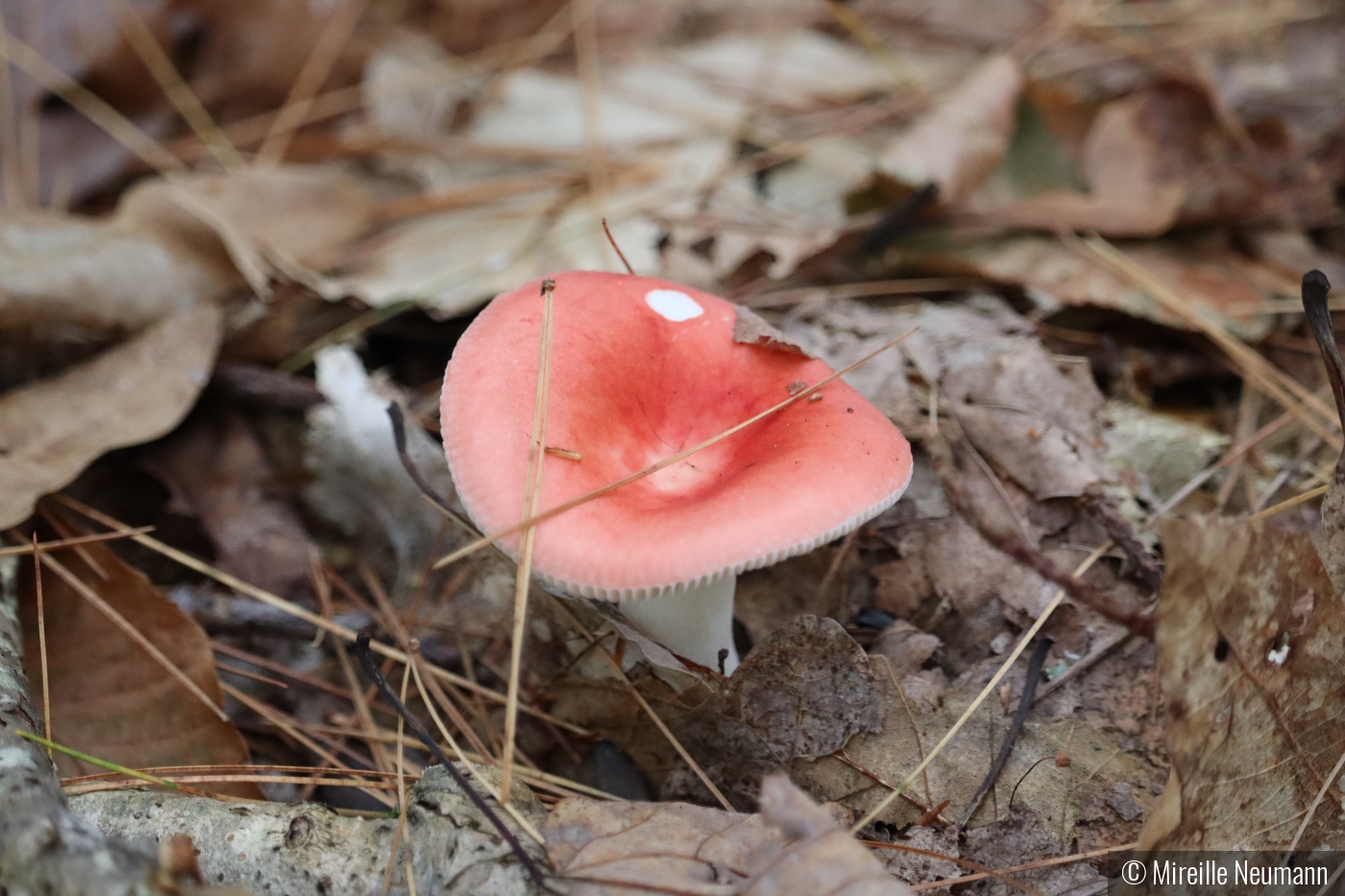 Lone Mushroom by Mireille Neumann