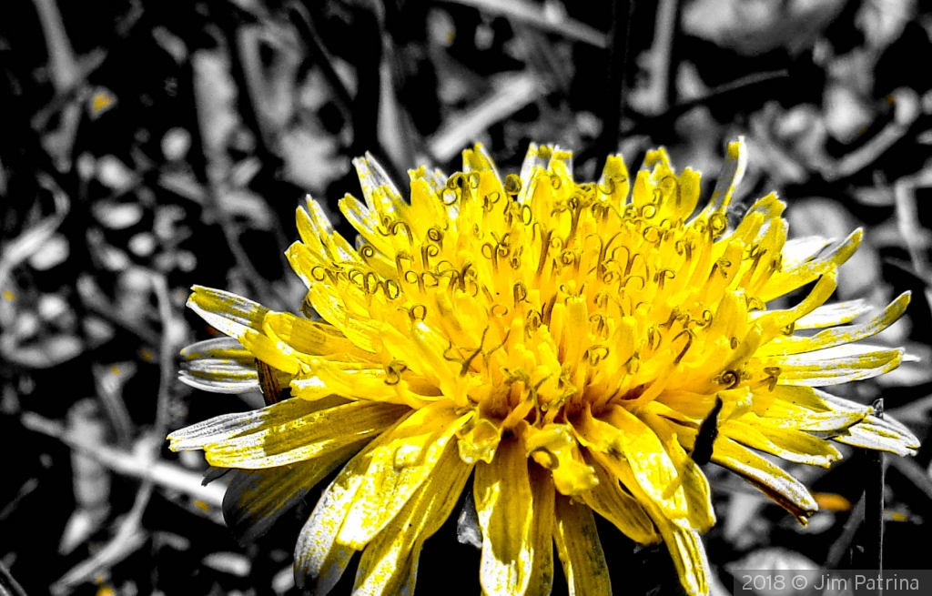 Lonesome Dandilion by Jim Patrina