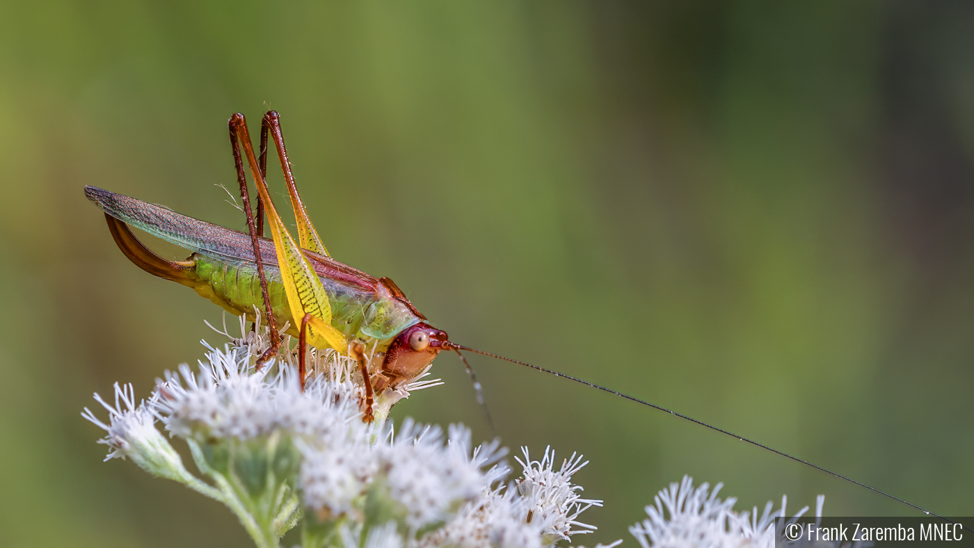 Long Horn Grasshopper by Frank Zaremba MNEC