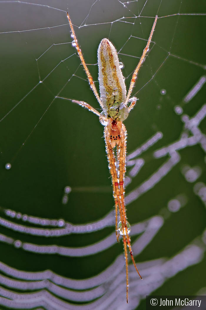 Long Jawed Orb Weaver by John McGarry