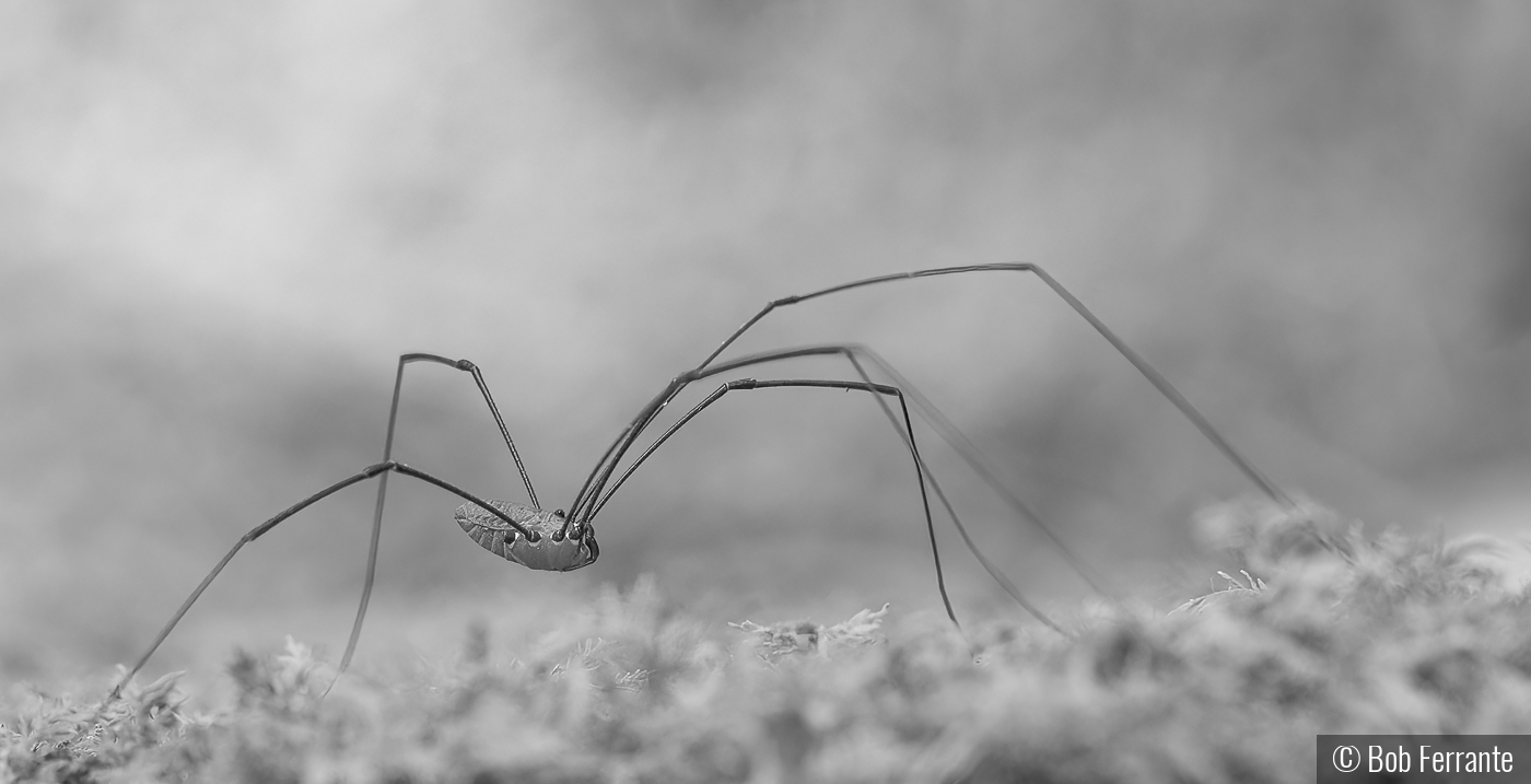 Long Strides of the Harvestman by Bob Ferrante