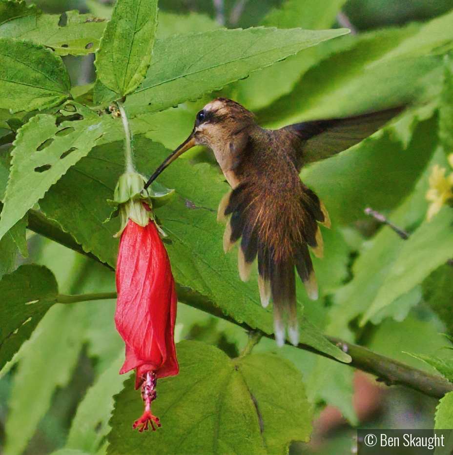 Long-billed Hermit by Ben Skaught