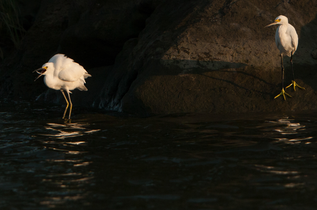 Longing Snowy Egret by Rene Durbois