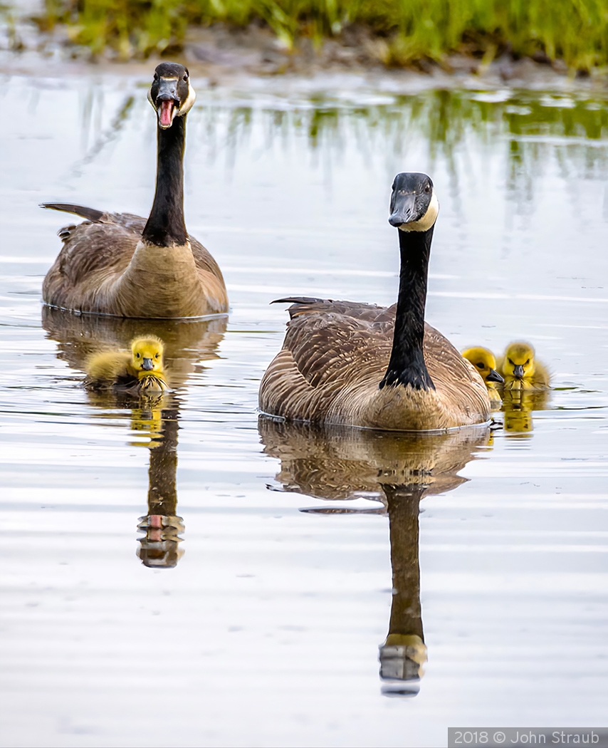 Look Kids, Paparazzi by John Straub