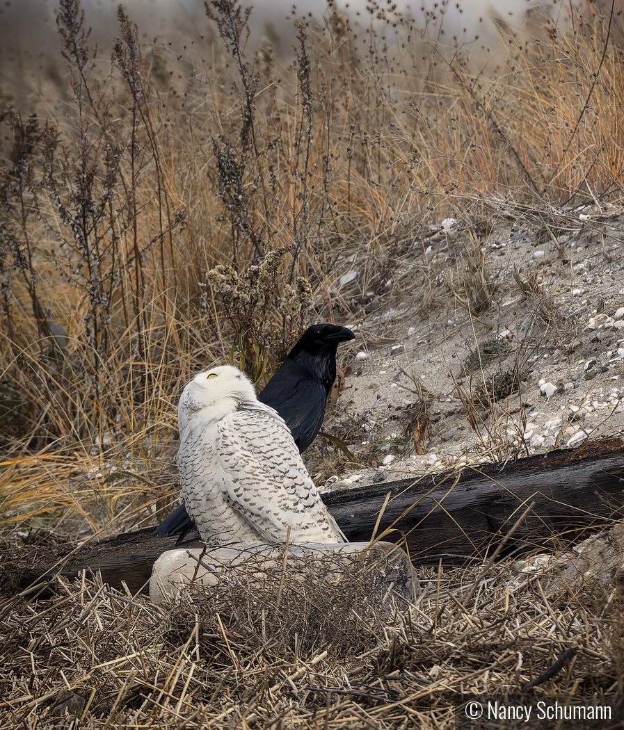 "Look Up!" said the owl to the crow by Nancy Schumann