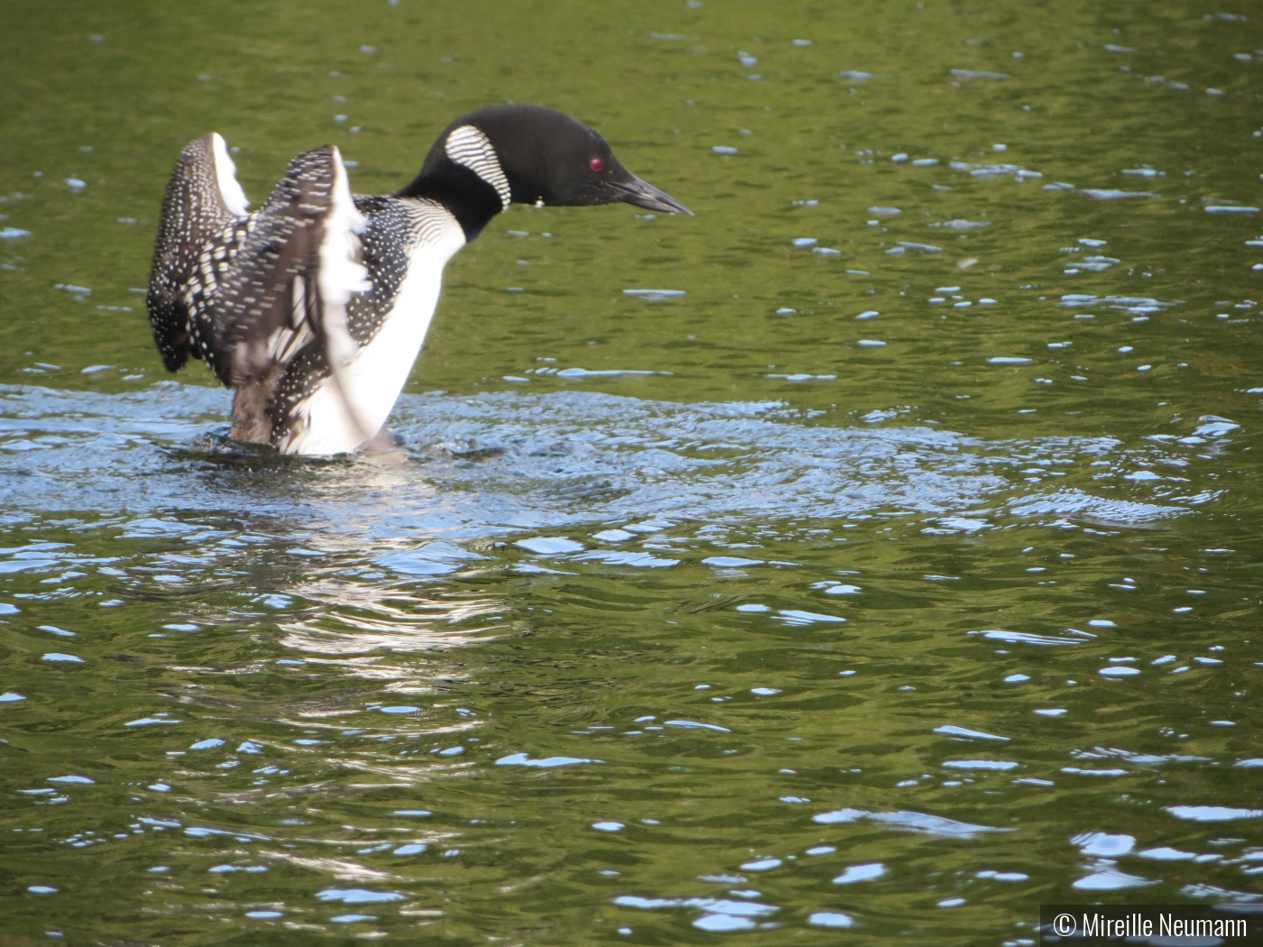 Loon on Panther Pond by Mireille Neumann