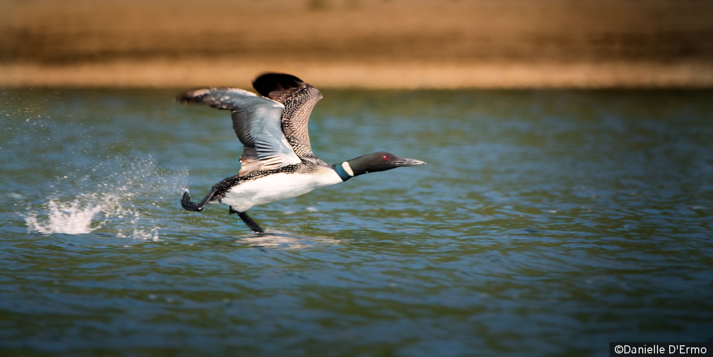 Loon by Danielle D'Ermo