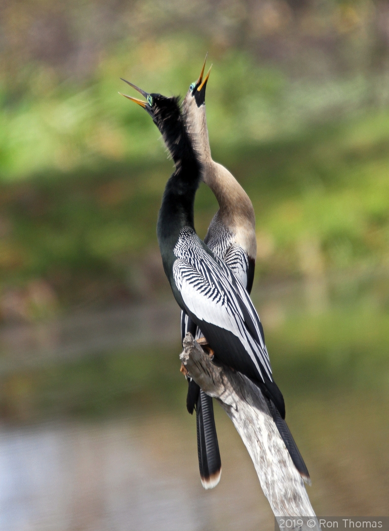 Love is in the air by Ron Thomas