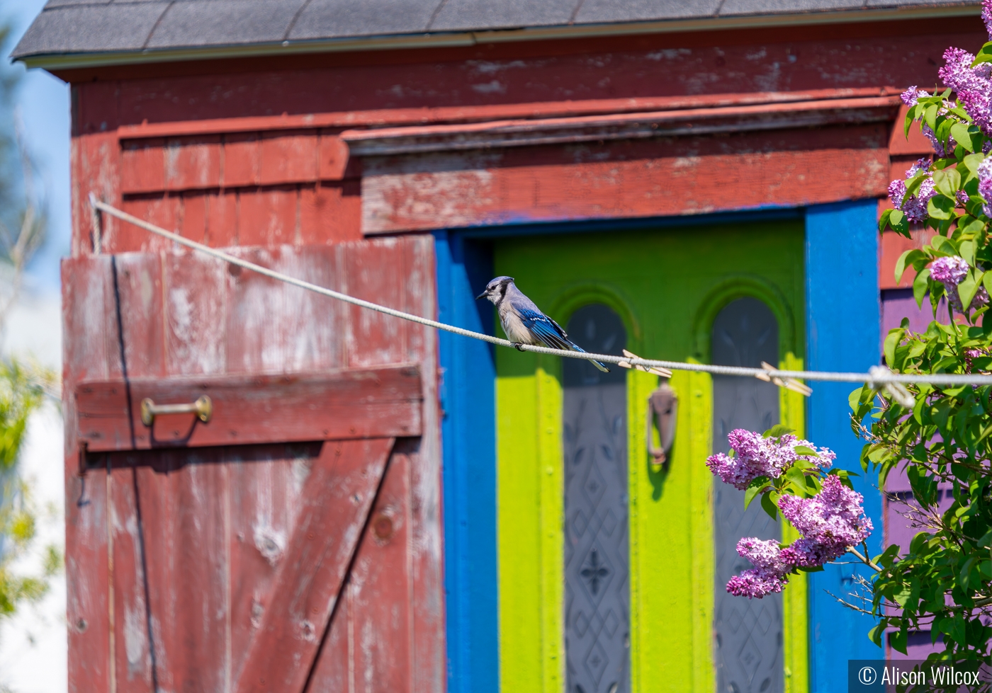 Lovely day to be a jay by Alison Wilcox