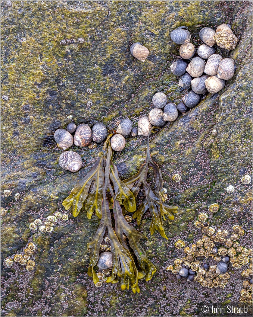 Low Tide Shell game by John Straub