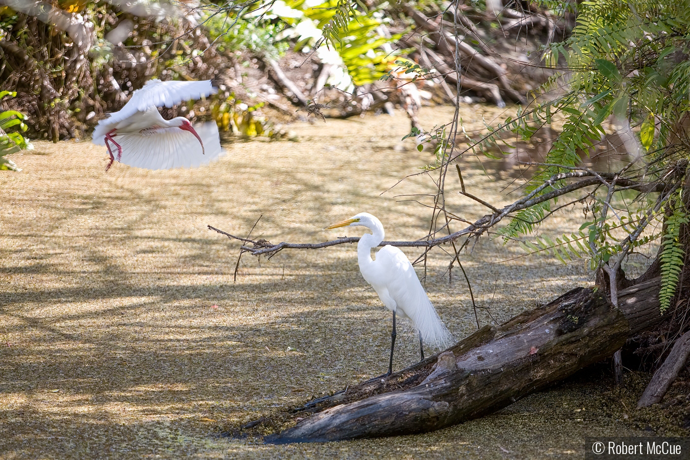 Loxahatchee 2 birds by Robert McCue