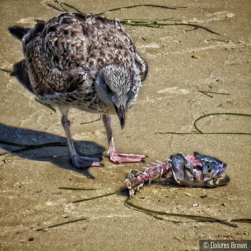 Lunch on the beach by Dolores Brown