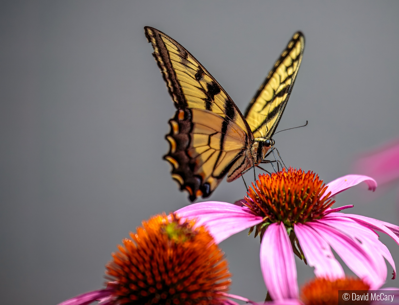 Lunchtime by David McCary