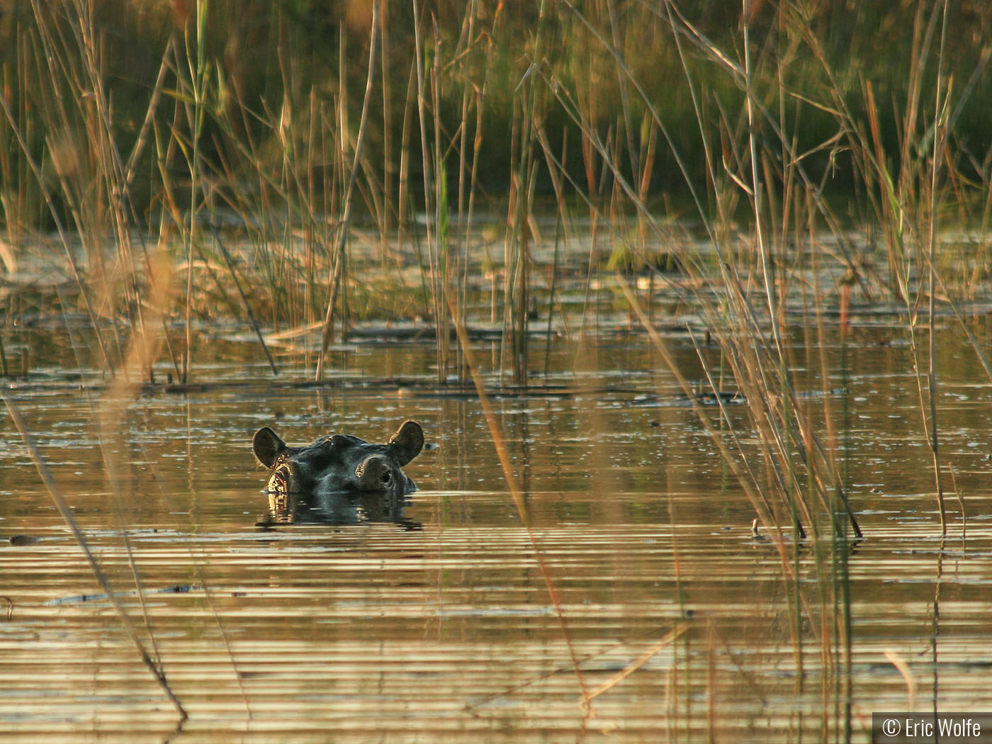 Lurking by Eric Wolfe