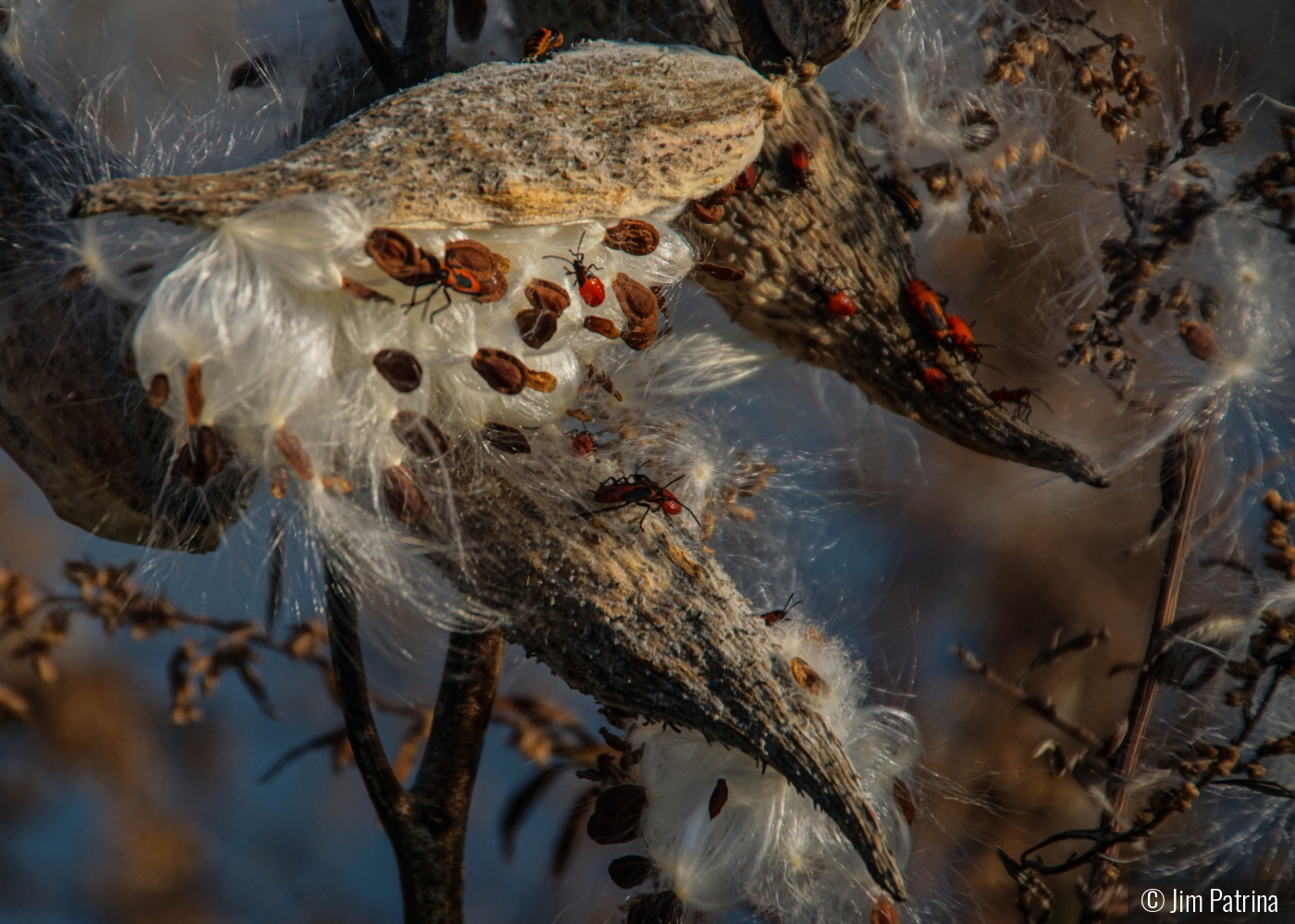 MIlkweed by Jim Patrina