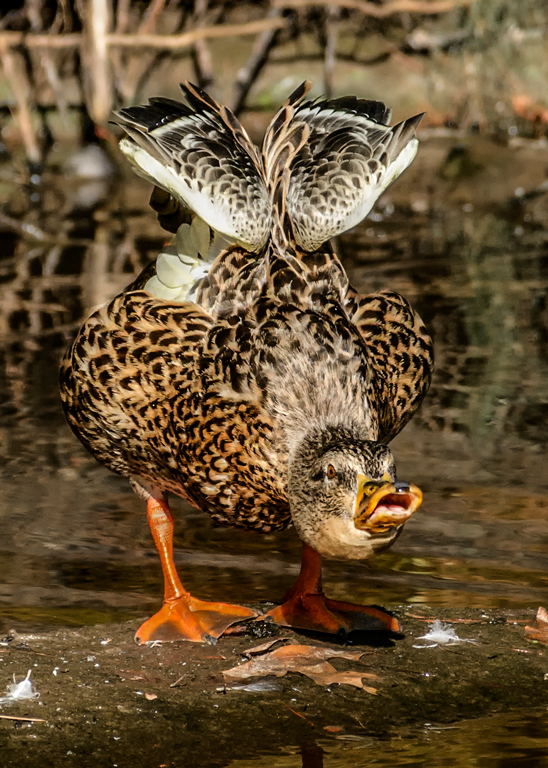 Mad Duck by Frank Zaremba